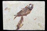 Two Cretaceous Fossil Fish (Armigatus)- Lebanon #102591-1